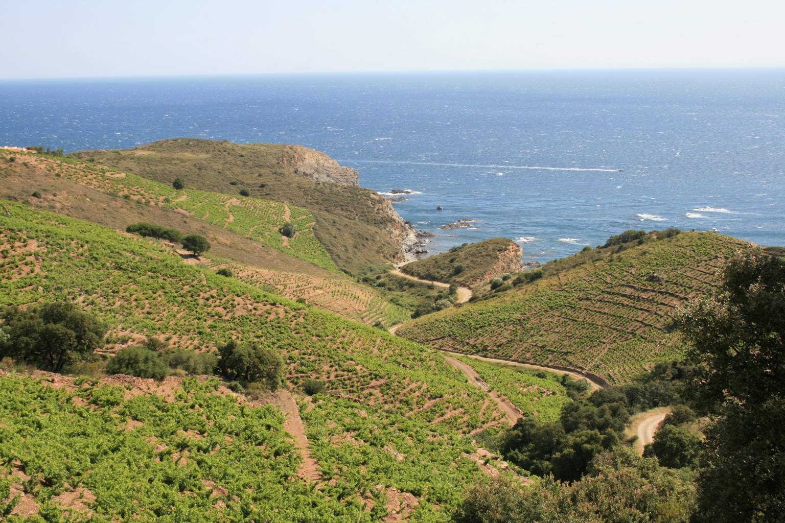 Vineyard